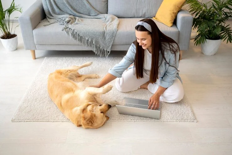 Pet stain and odor removal Littleton CO